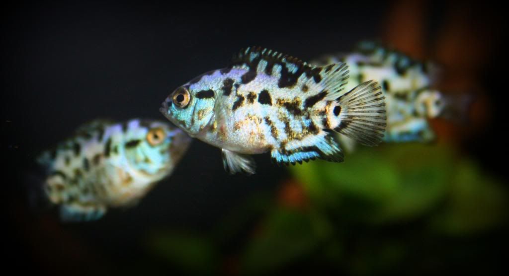 FishNov2012256.jpg
