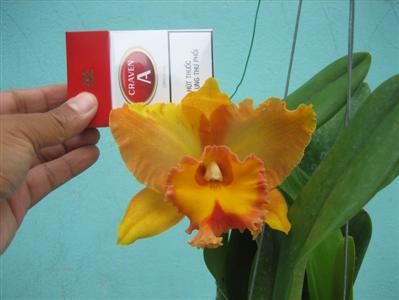 Cần bán hoa lan các loại giá rẻ - 18
