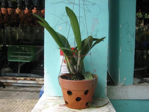 Cần bán hoa lan các loại giá rẻ - 5