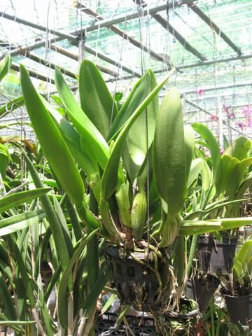 Cần bán hoa lan các loại giá rẻ - 1