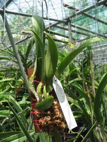 Cần bán hoa lan các loại giá rẻ - 7