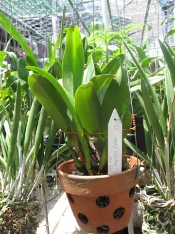 Cần bán hoa lan các loại giá rẻ - 11