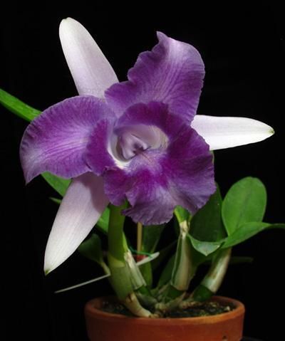 Cần bán hoa lan các loại giá rẻ - 4