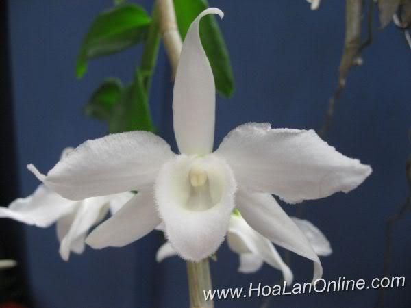 Cần bán hoa lan các loại giá rẻ - 7