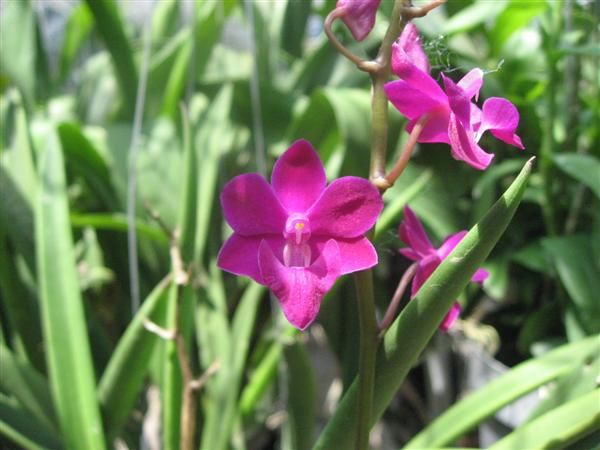 Cần bán hoa lan các loại giá rẻ