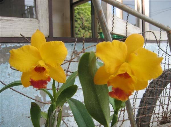 Cần bán hoa lan các loại giá rẻ - 12