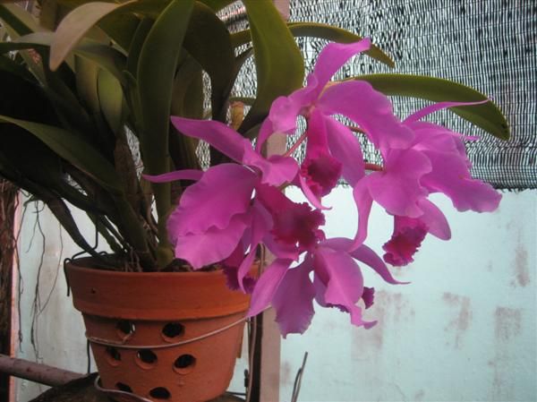 Cần bán hoa lan các loại giá rẻ - 14