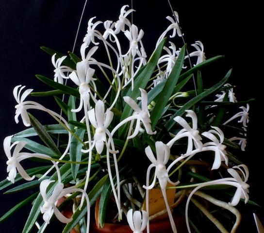 Cần bán hoa lan các loại giá rẻ - 6