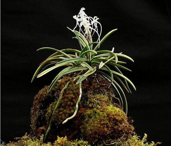 Cần bán hoa lan các loại giá rẻ - 8