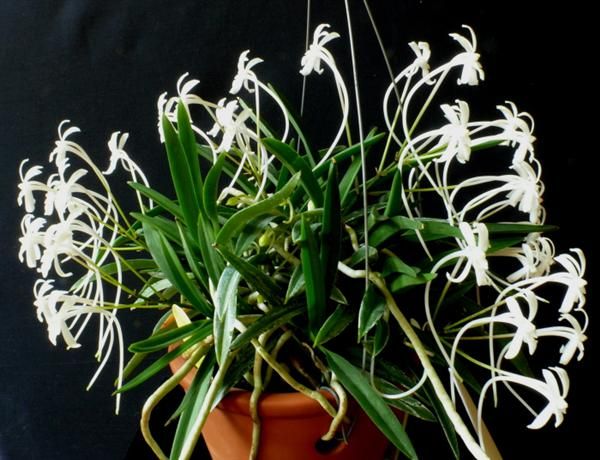 Cần bán hoa lan các loại giá rẻ - 7