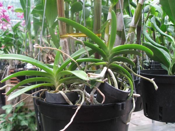 Cần bán hoa lan các loại giá rẻ - 3