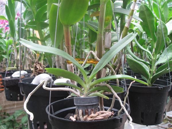 Cần bán hoa lan các loại giá rẻ - 4