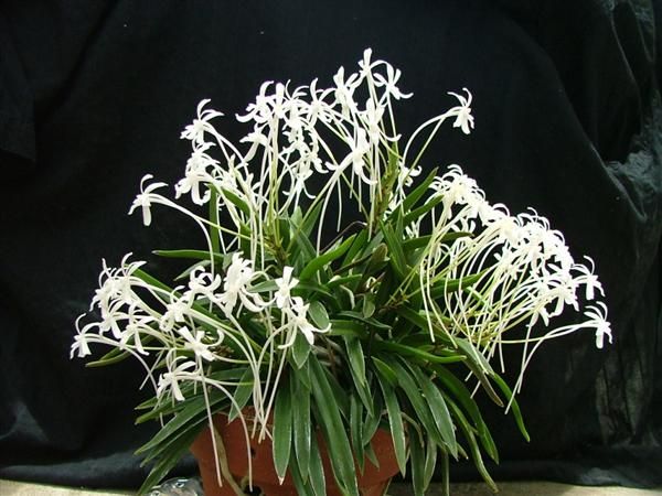 Cần bán hoa lan các loại giá rẻ - 5