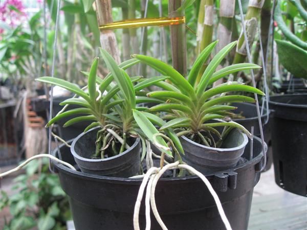 Cần bán hoa lan các loại giá rẻ - 2