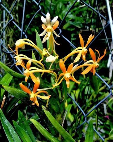 Cần bán hoa lan các loại giá rẻ - 15