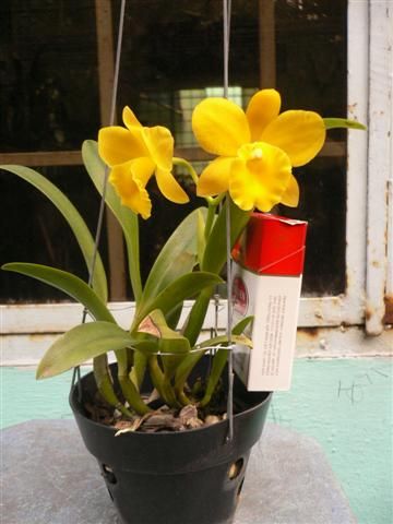 Cần bán hoa lan các loại giá rẻ - 8