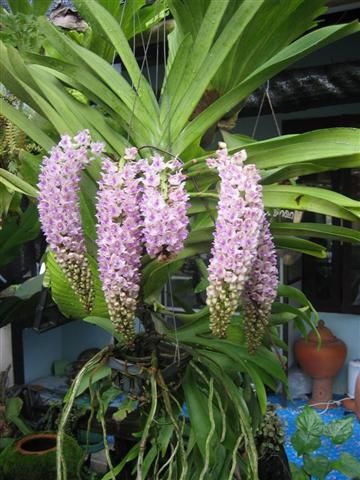 Cần bán hoa lan các loại giá rẻ - 1