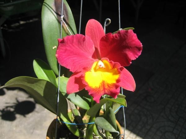 Cần bán hoa lan các loại giá rẻ - 10