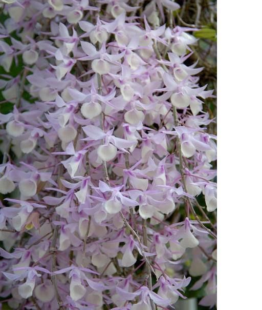 Cần bán hoa lan các loại giá rẻ - 2