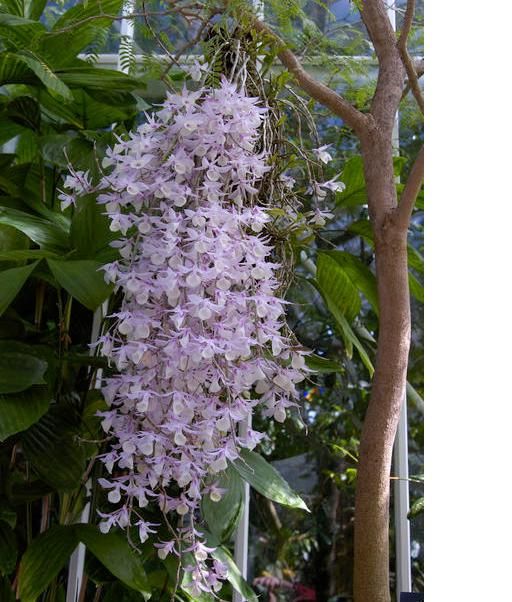 Cần bán hoa lan các loại giá rẻ - 1