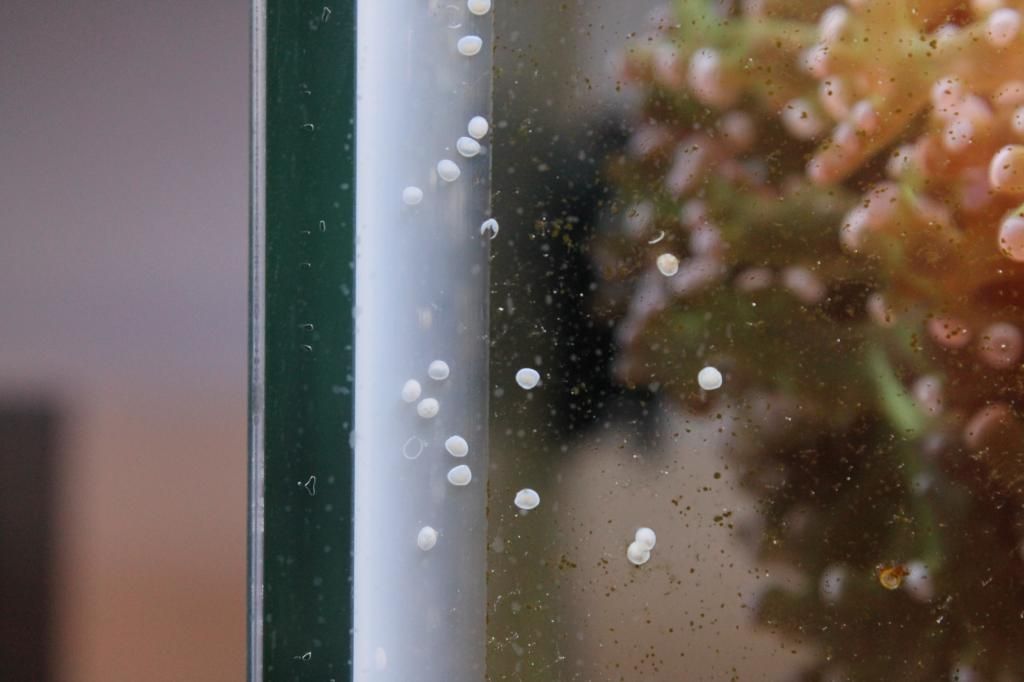 ID please Round white spots on glass? TCMAS Forums