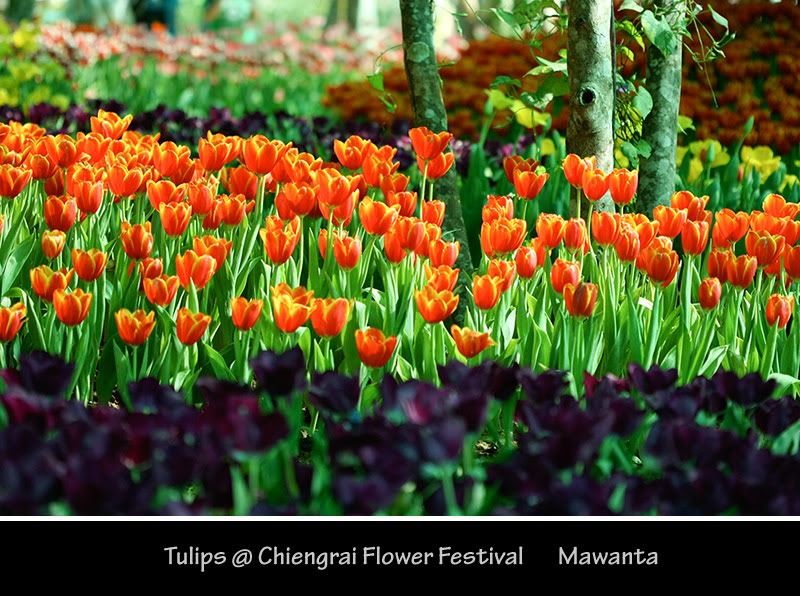 Photobucket Pictures, Images and Photos