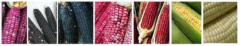 colors of corn