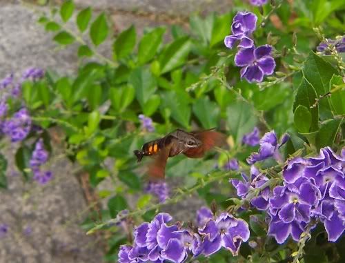 http://i1198.photobucket.com/albums/aa447/mykulalalam/tokyo/DSCN7185-.jpg
