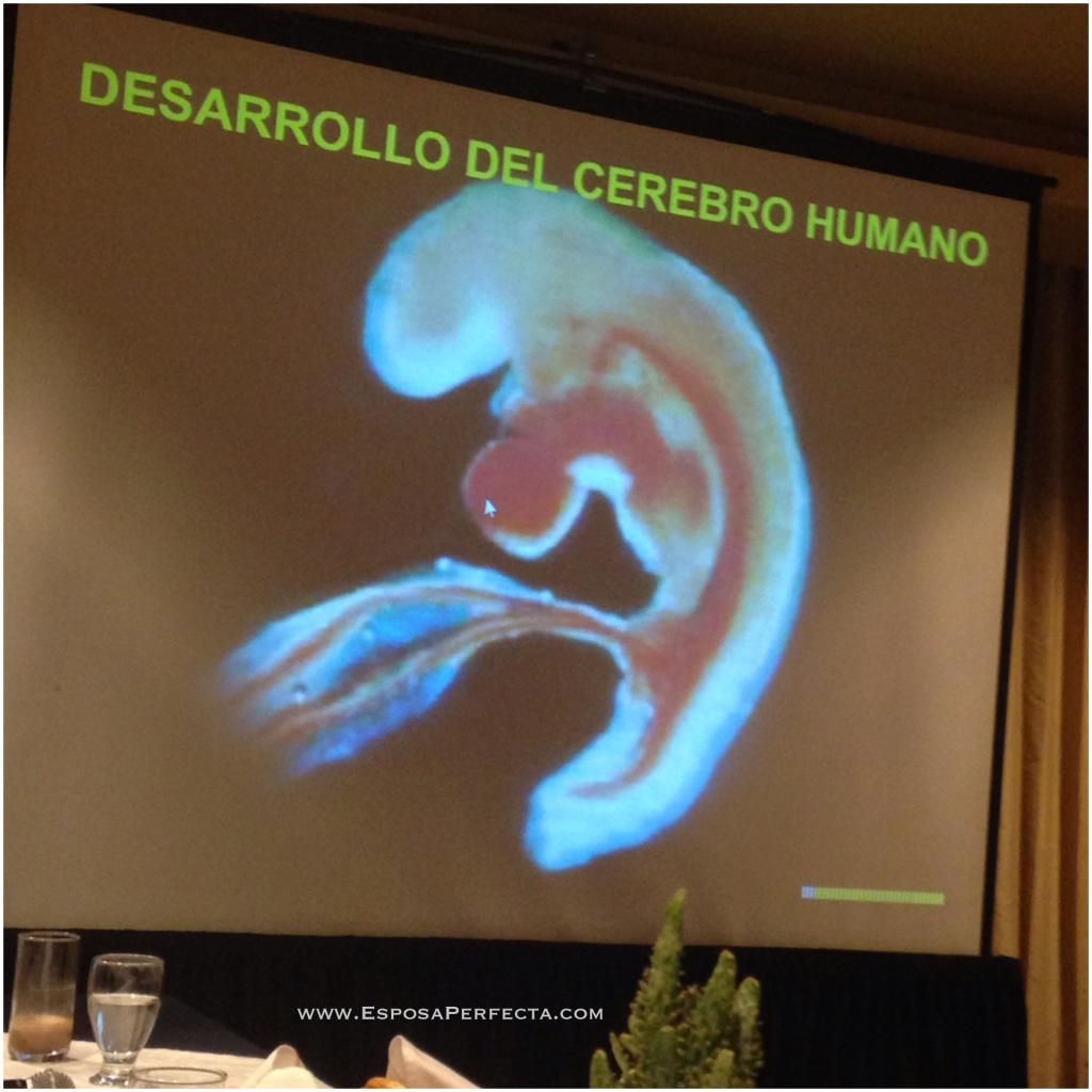 Omaga 3 ayuda a la correcta formación del cerebro