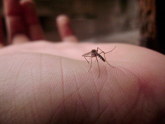 Virus Zika: síntomas, precauciones e información