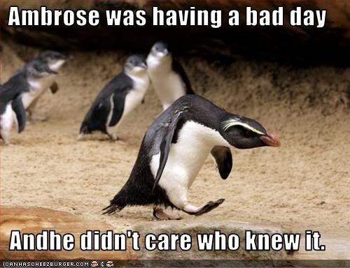 funny-pictures-penguin-has-a-bad-da.jpg