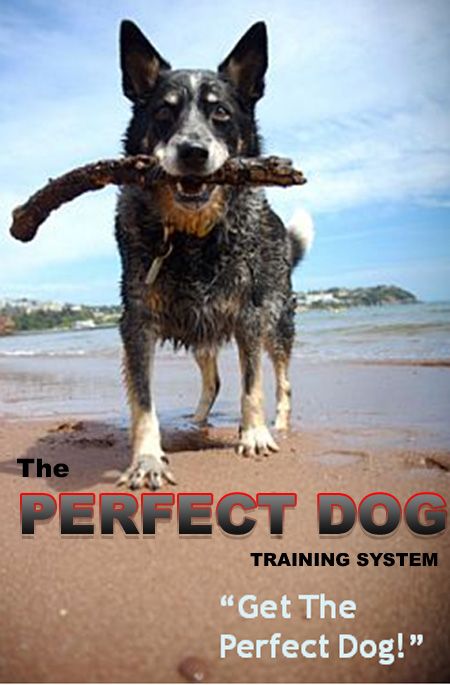 The Perfect Dog Training System Completed DVD