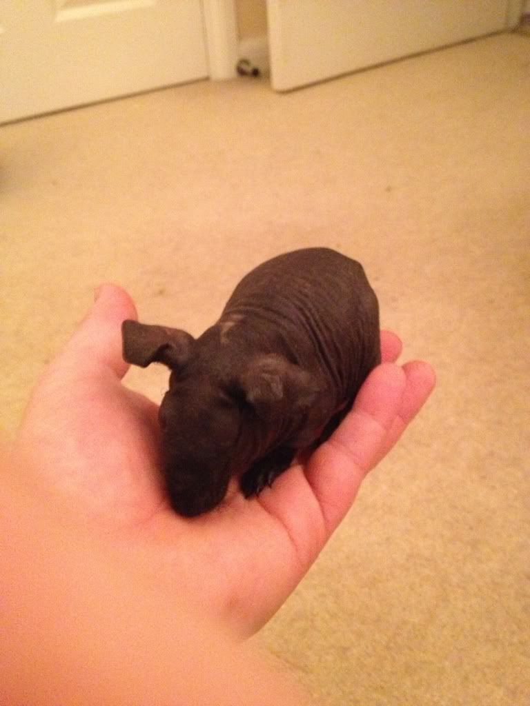 SE England 5 Week Old Skinny Pigs 7