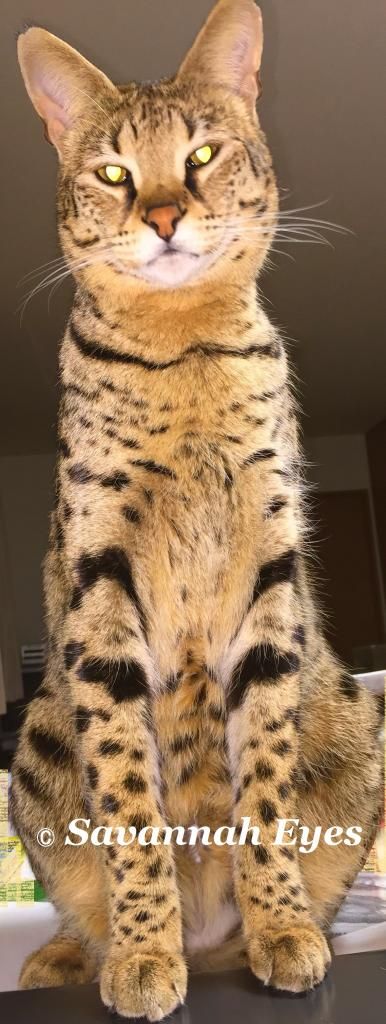 ハイ パーセンテージ ｆ１ サバンナキャット High Percentage F1 Savannah Cat Savannah Eyes