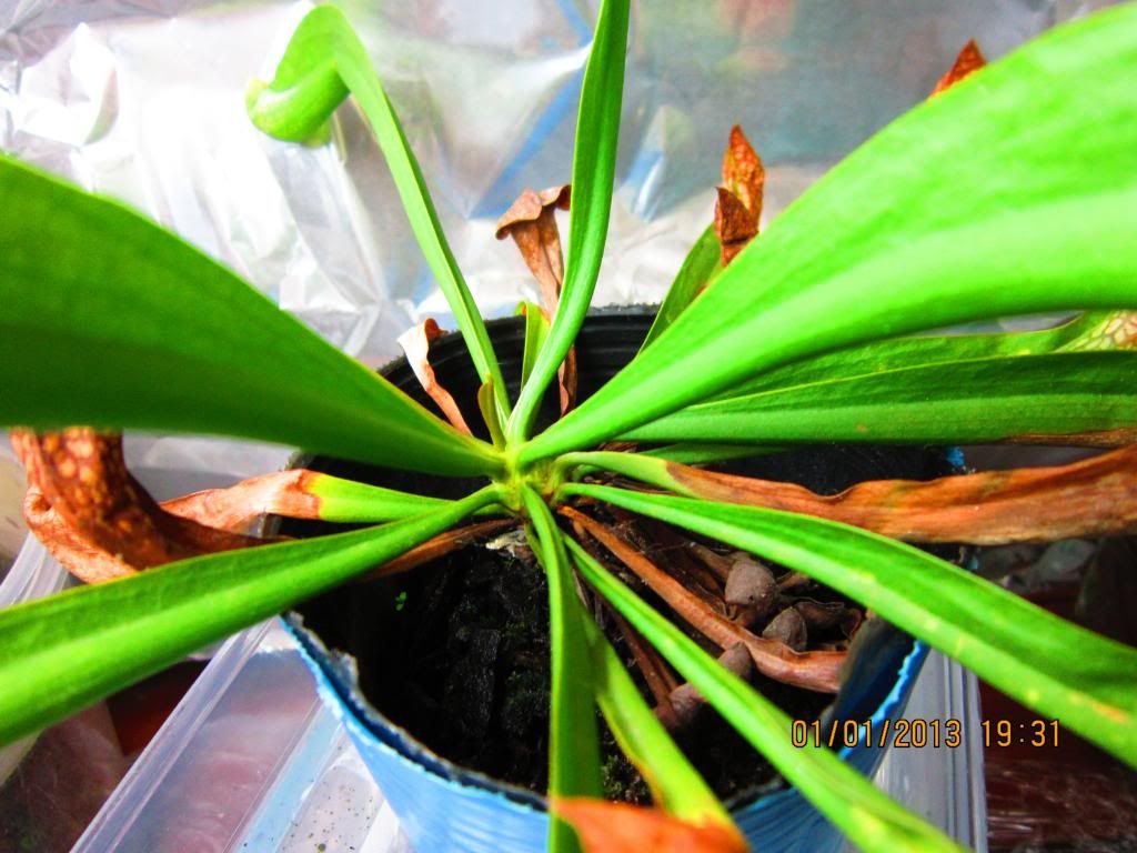 Dormancy? Pitcher Plants