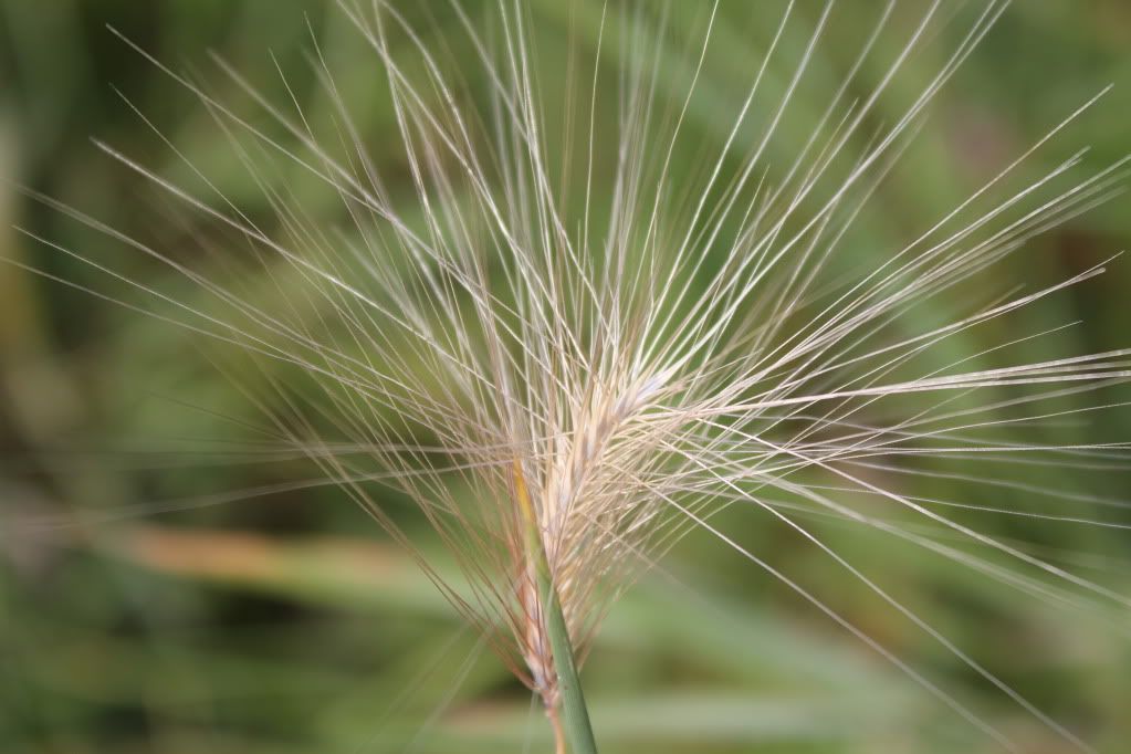 IMAGE: http://i1198.photobucket.com/albums/aa456/ashleyhanetphotography/Canon%20T2i%20Testers/IMG_3971.jpg