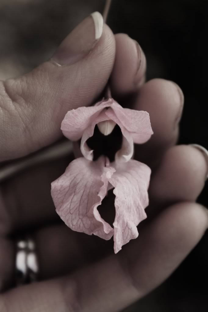 IMAGE: http://i1198.photobucket.com/albums/aa456/ashleyhanetphotography/Canon%20T2i%20Testers/IMG_4014.jpg