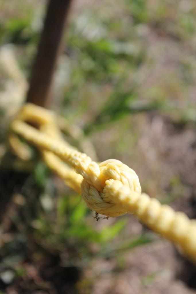 IMAGE: http://i1198.photobucket.com/albums/aa456/ashleyhanetphotography/Canon%20T2i%20Testers/IMG_4286.jpg