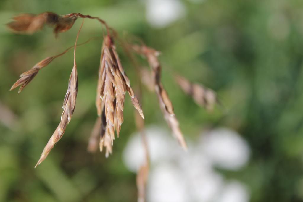 IMAGE: http://i1198.photobucket.com/albums/aa456/ashleyhanetphotography/Canon%20T2i%20Testers/IMG_4351.jpg