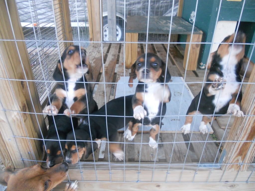 yellow creek beagles for sale