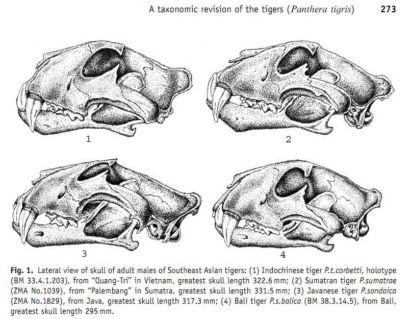 http://i1198.photobucket.com/albums/aa458/phantera1/SEAtigerskull.jpg