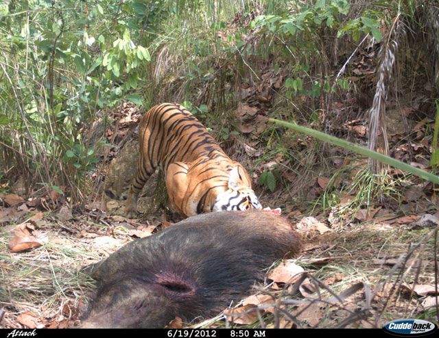 http://i1198.photobucket.com/albums/aa458/phantera1/valmikiTiger-with-prey.jpg