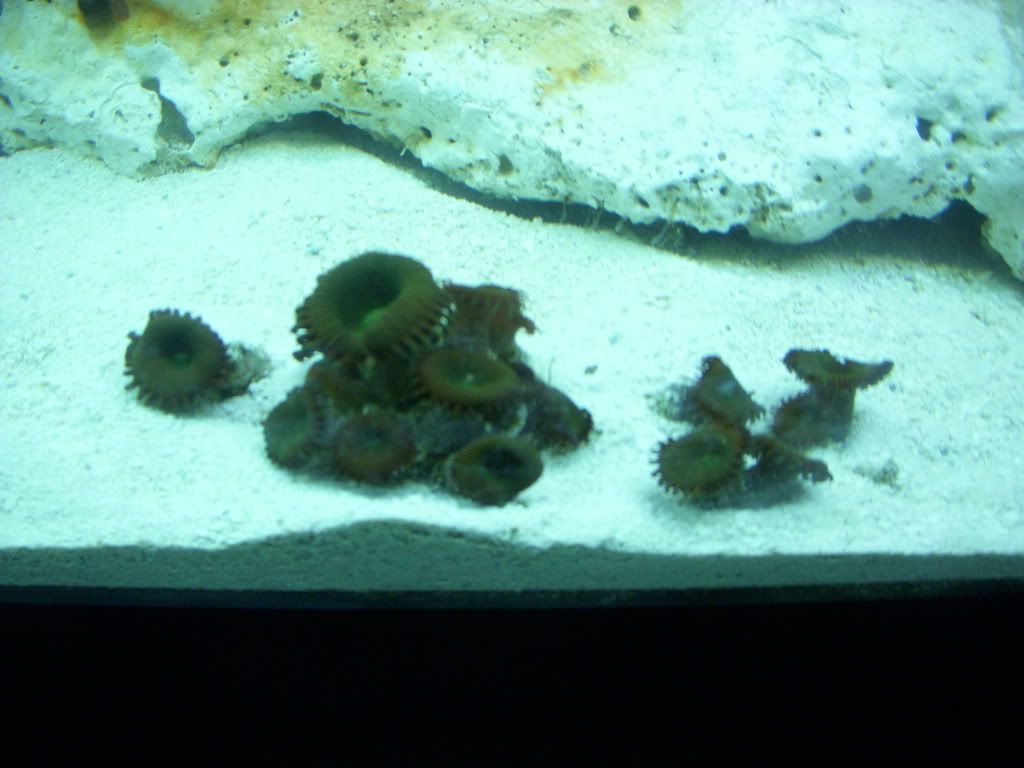 DSCN0503 - First coral ever