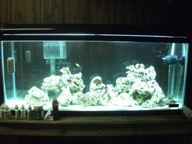 DSCN0527 - start of my 55 gallon reef