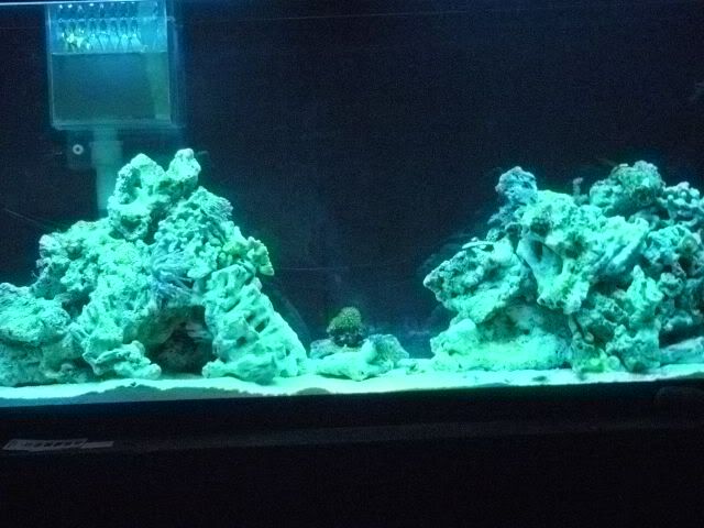 DSCN0536 - start of my 55 gallon reef