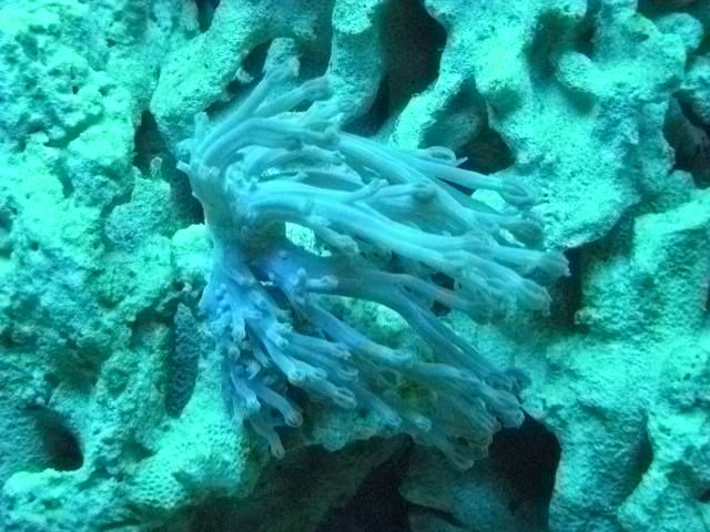 DSCN0538 - start of my 55 gallon reef