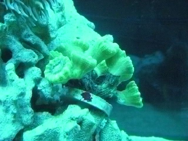 DSCN0539 - start of my 55 gallon reef
