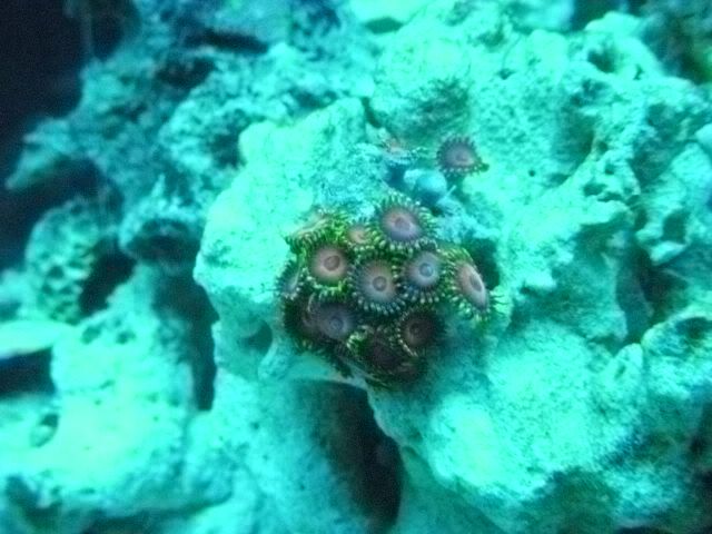 DSCN0541 - start of my 55 gallon reef