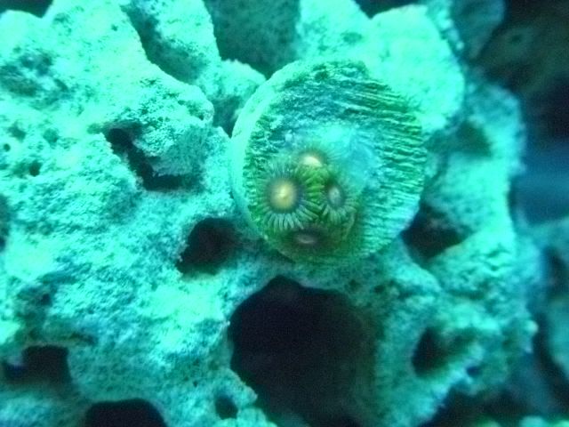 DSCN0542 - start of my 55 gallon reef