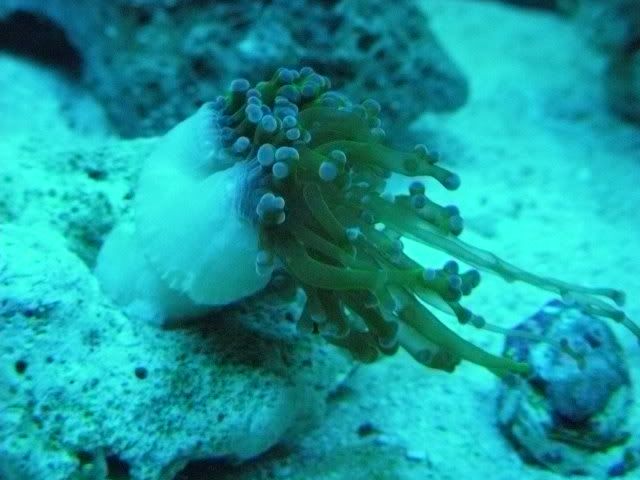 DSCN0548 - start of my 55 gallon reef